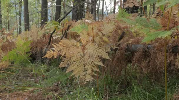 buisson jaune d'une fougère 