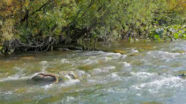 Bomen over de rivier — Stockvideo