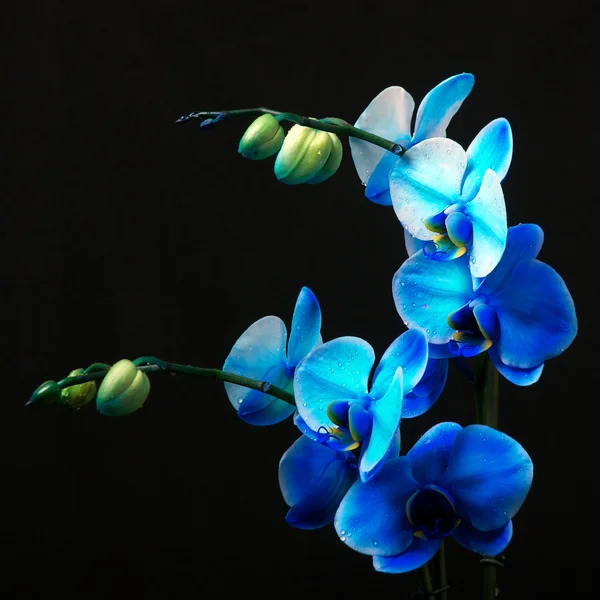 Blue orchid - Royal family in studio light — Stock Photo, Image