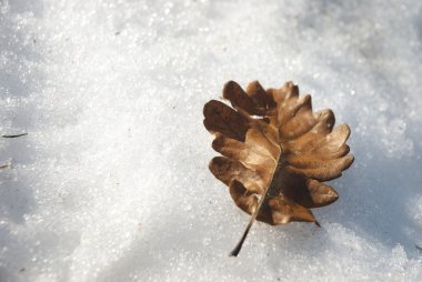Sapsız meşe yaprağı - quercus petraea