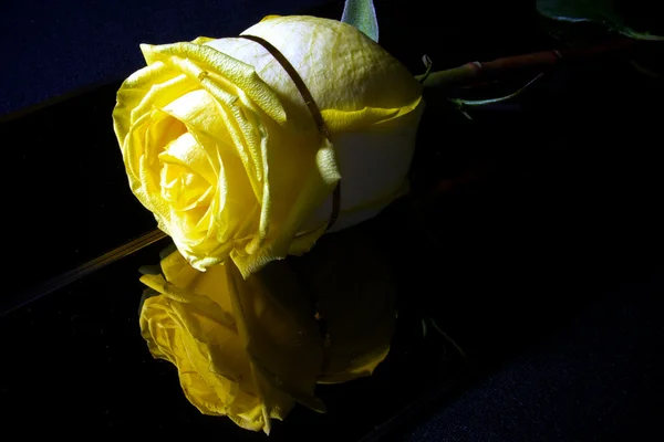1 つの黄色いバラ黒の背景 — ストック写真