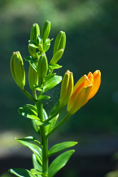 Lilly naranja en un jardín — Foto de Stock