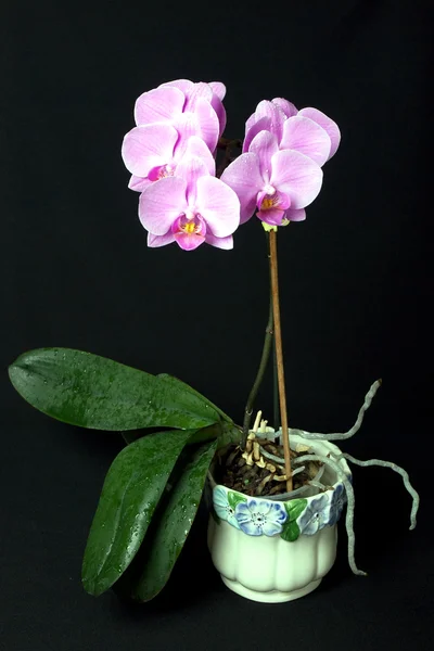 Pink and purple orchid — Stock Photo, Image