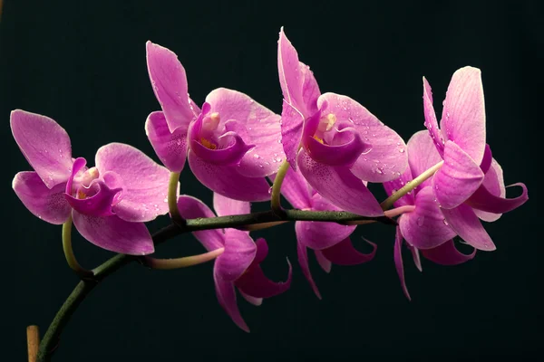 Pink orchid on black background — Stock Photo, Image