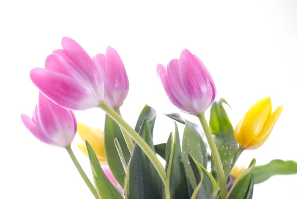 Tulipanes morados aislados en blanco —  Fotos de Stock