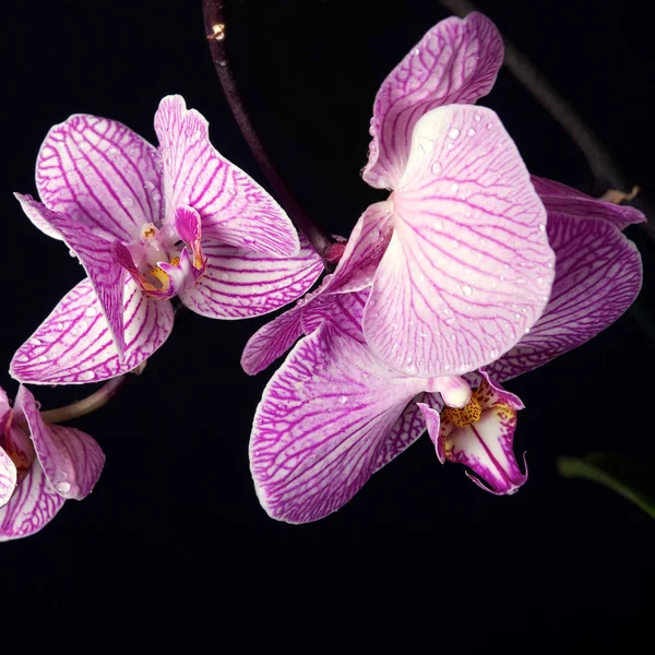 Red orchid on black background — Stock Photo, Image