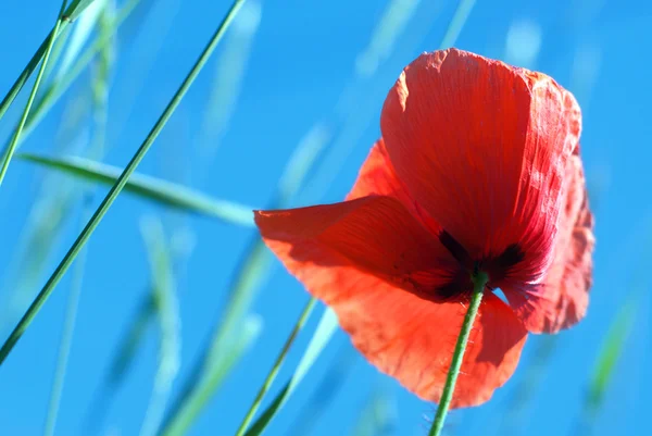 Red poppy seed against the blue sky — Stock Photo, Image