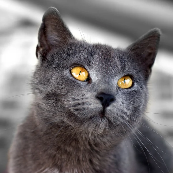Blødt katteportræt - Stock-foto