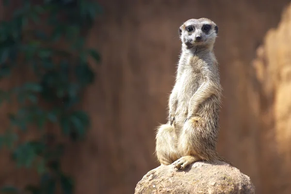 Standing African suricata — Stock Photo, Image