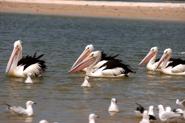 Avustralya 'da yüzen pelikanlar ve deniz kuşları — Stok fotoğraf