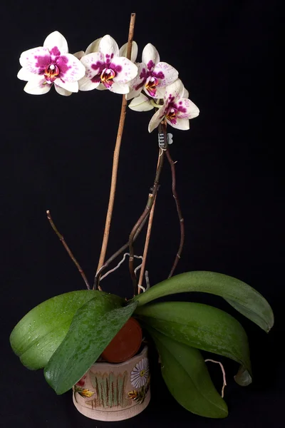 Orquídea blanca y púrpura —  Fotos de Stock