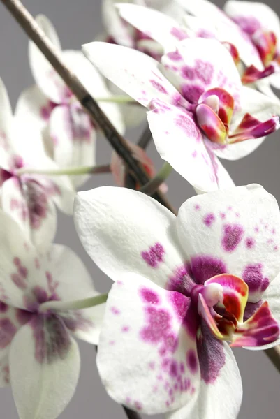 Orquídea blanca y púrpura —  Fotos de Stock