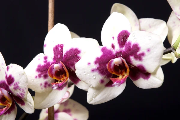 Orquídea blanca y púrpura —  Fotos de Stock