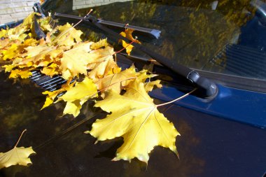 Yellow autumn leaves on car. clipart