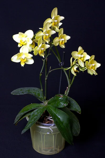 Orquídea amarilla —  Fotos de Stock