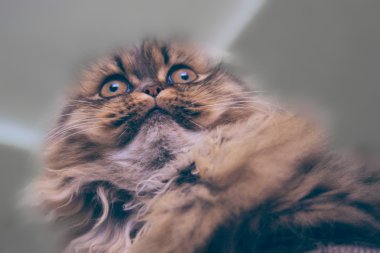Şaşırtıcı İran kedi portresi