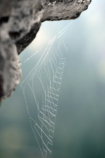 在石头上的蜘蛛 web 设计细节 — 图库照片