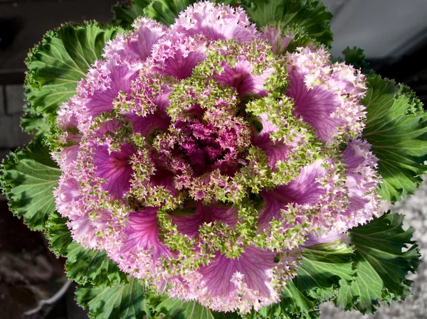 Bellissimo fiore boossom di lattuga verde e viola — Foto Stock
