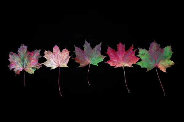 Autumnal colourful vibrant seasonal leaves from trees on black background — Stock Photo, Image