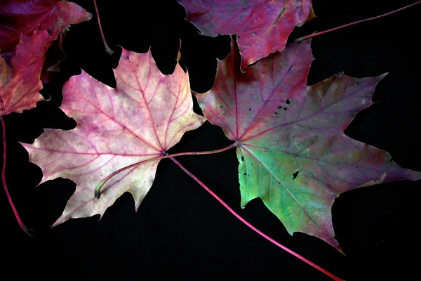 Autumnal colourful vibrant seasonal leaves from trees on black background — Stock Photo, Image