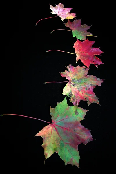 Autumnal colourful vibrant seasonal leaves from trees on black background — Stock Photo, Image