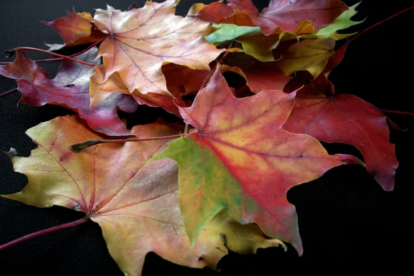 Autumnal colourful vibrant seasonal leaves from trees on black background — Stock Photo, Image