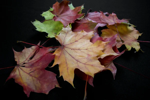 Autumnal colourful vibrant seasonal leaves from trees on black background — Stock Photo, Image