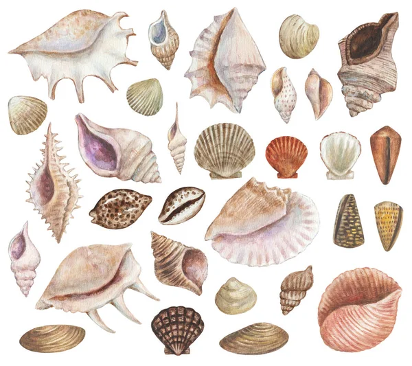 Gran conjunto de conchas de mar pintadas de acuarela. Elementos decorativos de diseño de mariscos y vida marina para menú, viajes, educación —  Fotos de Stock