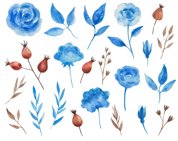 Акварельний набір з блакитними трояндами та листям, сушеними травами та червоним рожевим стегном . — стокове фото