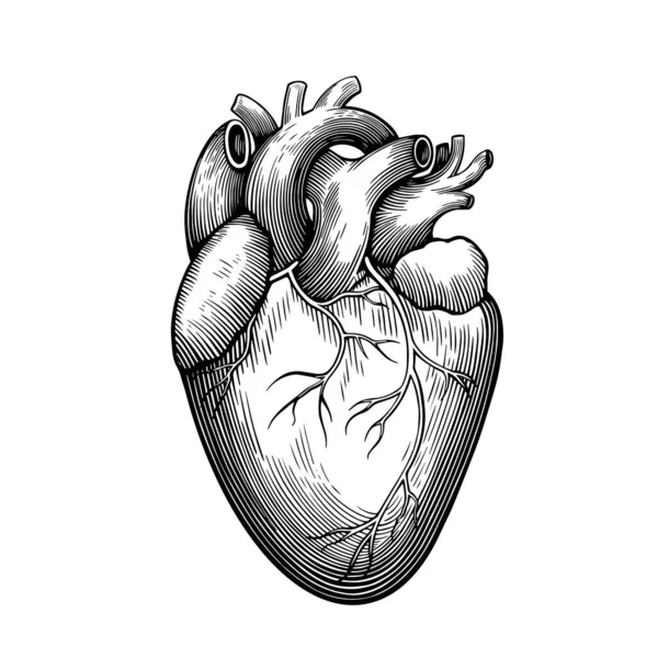 Beyaz arka planda izole edilmiş insan kalbinin klasik anatomik oyması. Vektör illüstrasyonu.