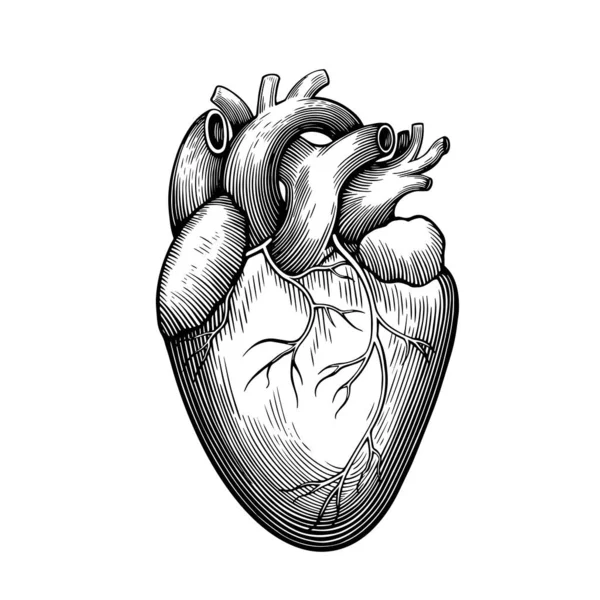 사람의 심장에 대한 빈티지 해부학적 판화는 흰색 배경에 분리되어 있습니다. 벡터 일러스트. — 스톡 벡터