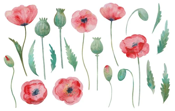 Großes Set von Aquarell bemalten roten Mohn, Blumen, Knospen und Blätter Elemente. — Stockfoto