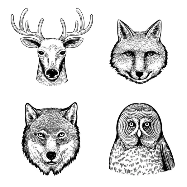 Set con lindos retratos dibujados a mano en blanco y negro de animales y pájaros del bosque. — Vector de stock
