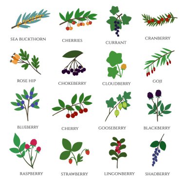 Büyük bir karalama meyvesi seti. El çizimi.