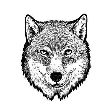Head of wolf in ink engraving style isolated on white background.