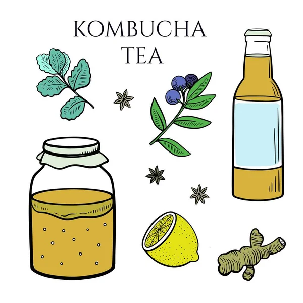 Set of kombucha mushroom in container, bottle with tea drink, ginger, mint, lemon and other spices. — Stok Vektör