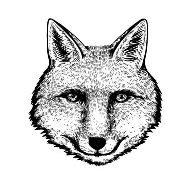 Hand drawn ink portrait of fox in engraving style.