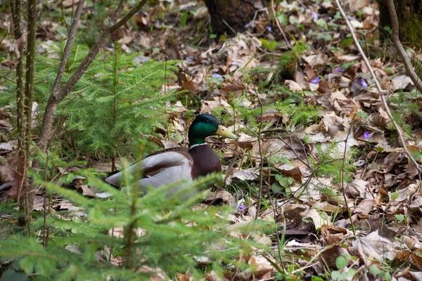 Dzikie zielone głowy kaczka w naturalnym siedlisku w wiosennym lesie z niebieskimi kwiatami. — Zdjęcie stockowe