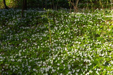 Bahar ormanı beyaz oksalis ve şakayık çiçekleriyle kaplıdır. .