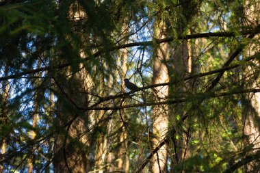 Kozalaklı bir ormanda küçük bir kuş silueti.