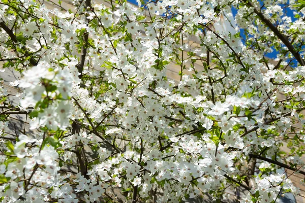 Texture florale avec des prunes fleurissent avec des fleurs blanches. Taillis fleuri dans le jardin. — Photo