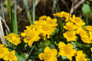 Sarı kadife çiçeği mi yoksa ilkbahar ormanındaki Caltha Palustris çiçeği mi?.