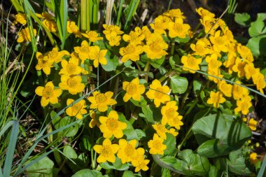 Sarı kadife çiçeği mi yoksa ilkbahar ormanındaki Caltha Palustris çiçeği mi?.