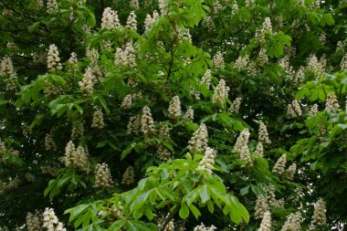 Lanet olası kestane. Yeşil ve beyaz renklerde doğal doku.