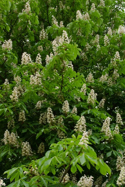 Blooming chestnut. Natural texture in green and white colors. — Stock Photo, Image