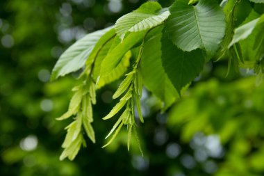 Bulanık yeşil bir arka planda genç yapraklar ve tohumlarla Hornbeam dalı.