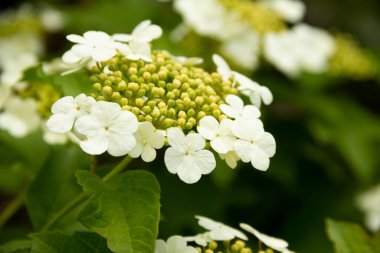 Viburnum çiçek açan dallar. Beyaz çiçekli ve yeşil yapraklı doğal doku. Kapat.. 