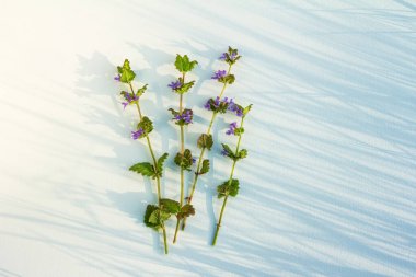 Kopya alanı, çimen gölgeleri ve bir demet yabani mor çayır çiçeğiyle beyaz arkaplan. 