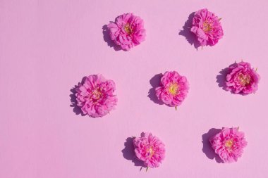 Pembe arka planda pembe gül çiçekleri olan orijinal bir düzen. Düz yatıyordu. Üst görünüm.