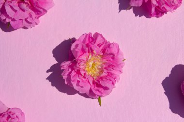 Pembe arka planda pembe gül çiçekleri olan orijinal bir düzen. Düz yatıyordu. Üst görünüm.